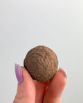["Mochi"]
