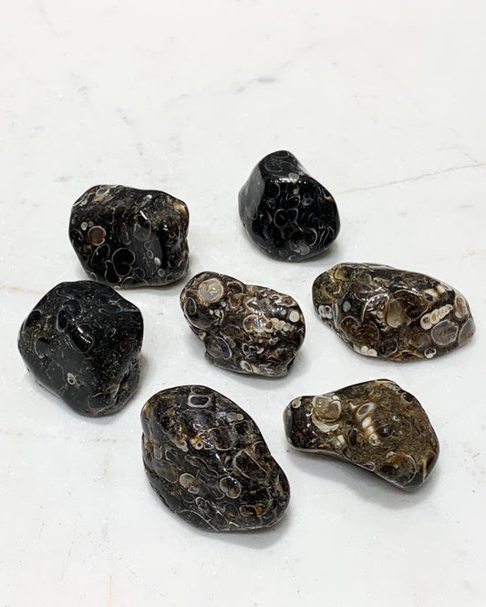 Pedra Ágata Turitela Rolada 11 a 14 gramas