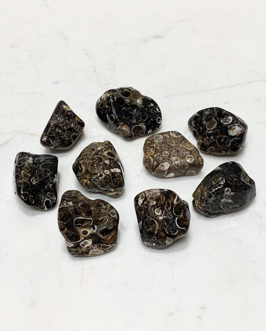 Pedra Ágata Turitela rolada 9 a 12 gramas