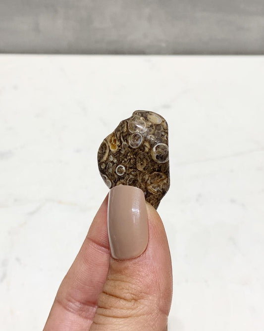 Pedra Ágata Turitela rolada 9 a 12 gramas